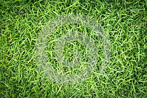 Grass texture or grass background. Green grass for golf course, soccer field or sports background concept design.