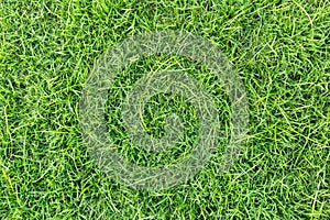 Grass texture or grass background. Green grass for golf course, soccer field or sports background concept design.