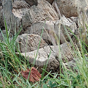 The Grass around tree