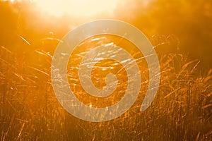 Dry Grass Field In Sunset Sunlight