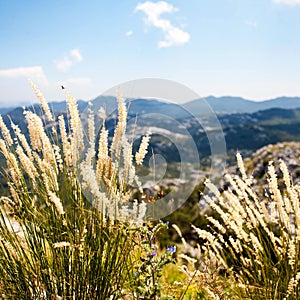 The grass on the top of Mount Lovcen, Montenegro