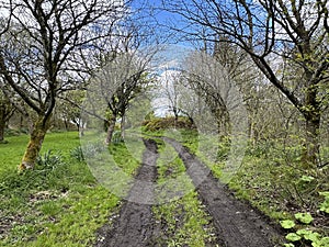 Grass track, leading from, West Lane, with old trees, and wild plants in, Crag Nook, Sutton-in-Craven, UK