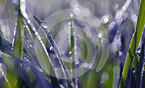 Grass with transparent water drops on meadow close up. Fresh morning dew.