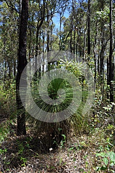 Grass tree or blackboy in jarrah forest