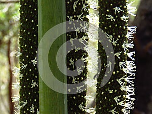 Grass tree flower spikes