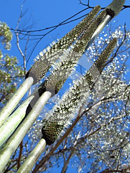 Grass tree flower spkies