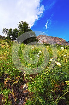 Grass, Tree, mountain