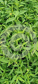 Grass Tree Plant At Feald