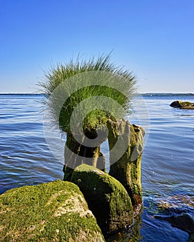Grass on tree trunk at the Baltic Sea