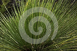 Grass Tree in Western Australia