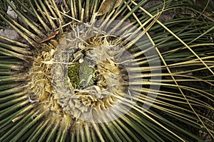 Grass Tree in Western Australia