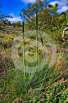 Grass tree (Xanthorrhoea) with fresh green spikes