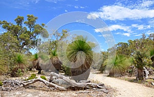 Grass Trees: Australian Bushland