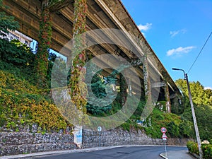 Grass trees beneath under bridge