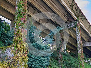 Grass trees beneath under bridge