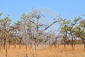 Grass and trees in the bush in Zambia
