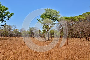 Grass and trees in the bush in Zambia