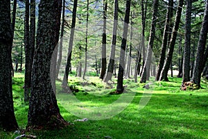 Grass and trees in the forest