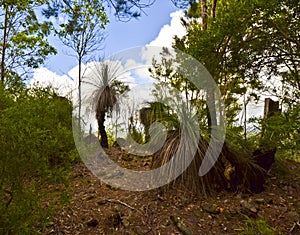 Grass Trees on Mt Tinbeerwah, Sunshine Coast, Queensland, Australia