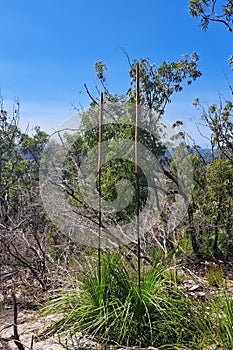 Grass Trees native Australian plant Xanthorrhoea