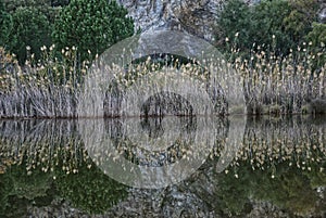 Grass and trees reflexing on the water