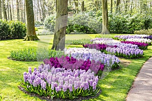 In the grass, between the trees, are round fields with different colors of Hyacinths in the flower park keukenhof in Lisse, Nether