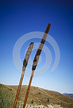 Grass Trees spikes - Xanthorrhoea