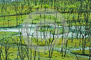 Grass and trees in Tibet, China