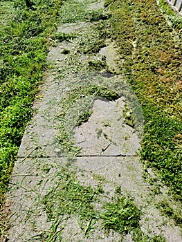 Grass trimmings on side walk after being mowed