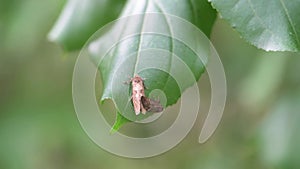 Grass tubeworm moth on Buckthorn leaf