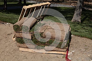 Grass turf in rolls ready to be used for gardening or landscaping..