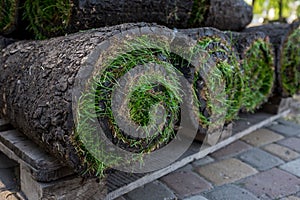 Grass turf in rolls ready to be used for gardening or landscaping.