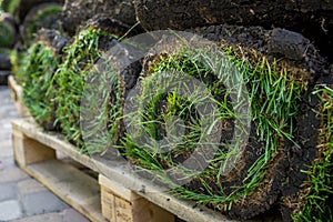 Grass turf in rolls ready to be used for gardening or landscaping.