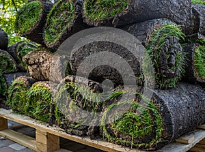 Grass turf in rolls ready to be used for gardening or landscaping.