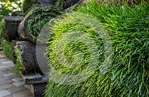 Grass turf in rolls ready to be used for gardening or landscaping.