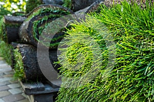 Grass turf in rolls ready to be used for gardening or landscaping.