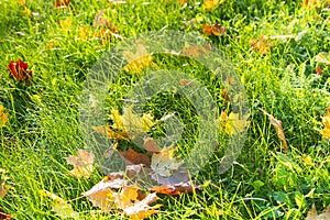 grass turns yellow on the lawns and yellow leaves fall