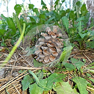 Pinecone lying on the ground