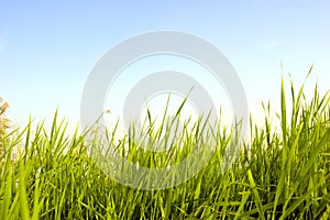 Grass under blue img