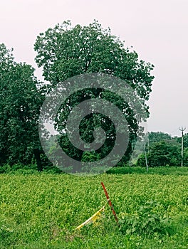 Grass valley trees skay