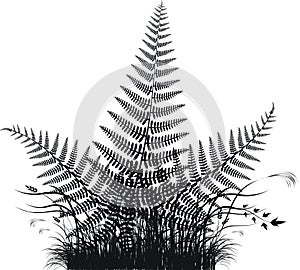 Grass vector silhouette with fern leaves