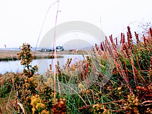 Grass vegetation tajga tundra hanga fog plant leaves photo