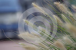 Grass with very blur background