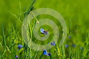 Grass Vetchling, lathyrus nissolia flower and bee collecting honey