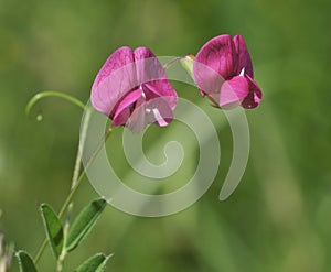 Grass Vetchling