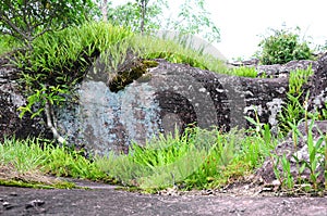 Grass view on stone in Phu Hin Rong Kla