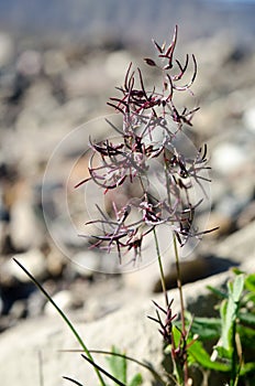 A grass viviparous plant