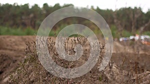 Grass in the wasteland. Outskirts of a rural road