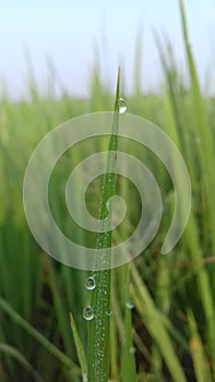 Grass water drop