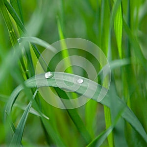 Grass with water drop